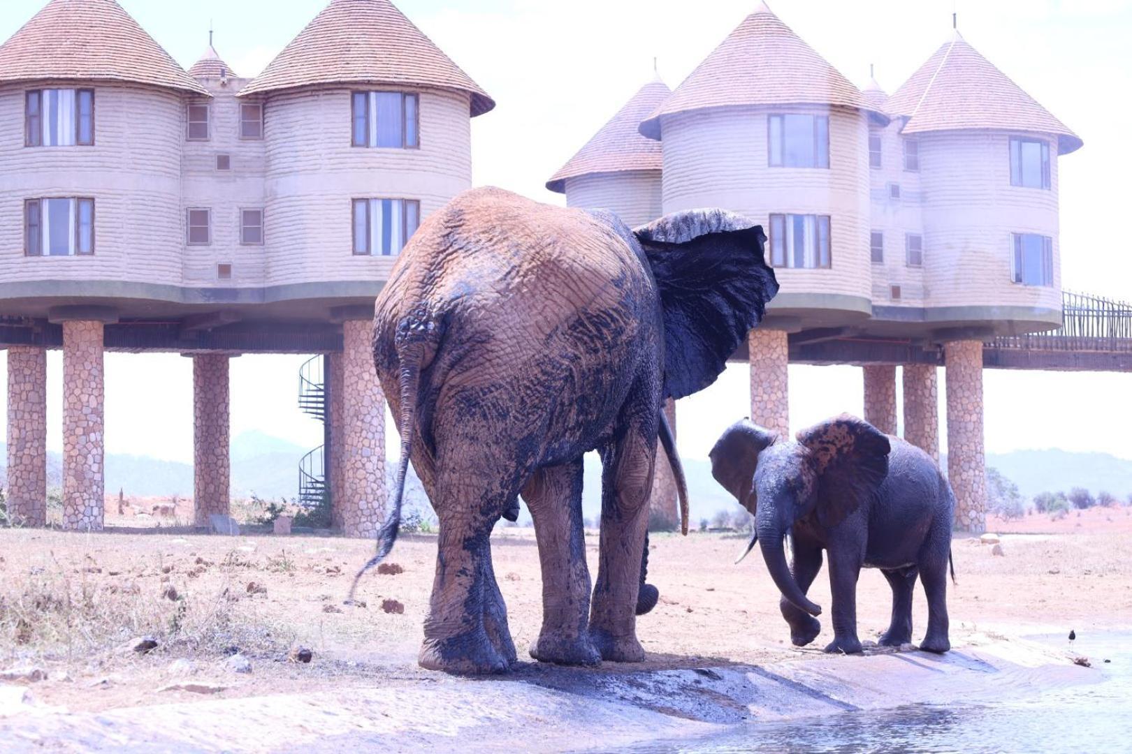 Salt Lick Safari Lodge Tsavo Exterior photo