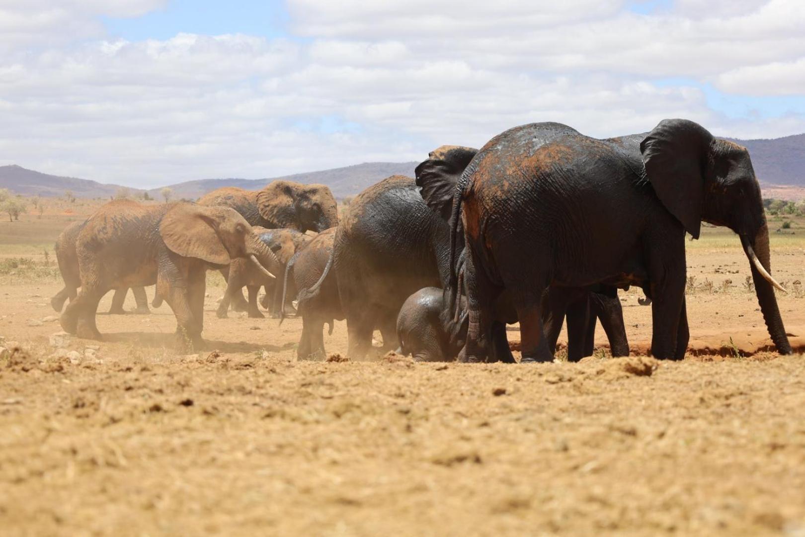 Salt Lick Safari Lodge Tsavo Exterior photo