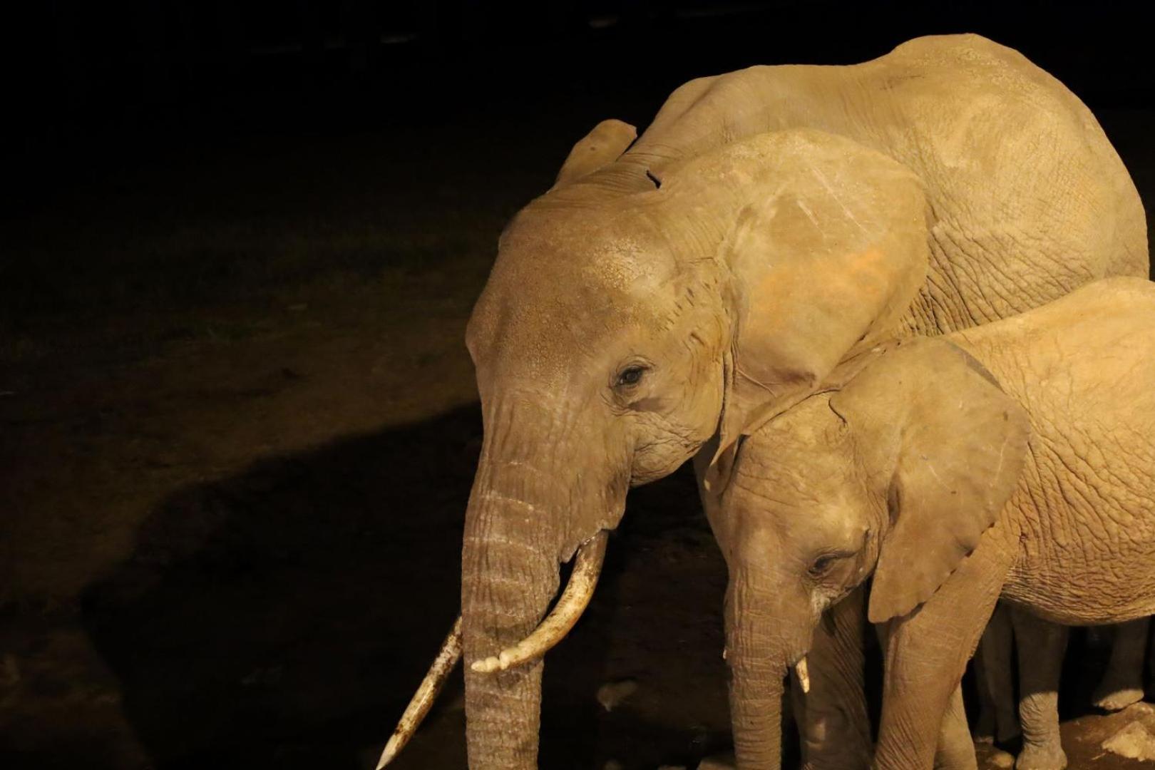 Salt Lick Safari Lodge Tsavo Exterior photo